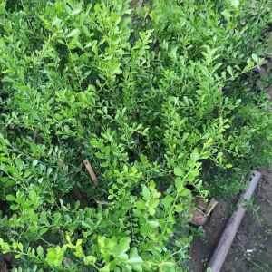 ต้นมะนาวคาเวียร์ มะนาวนิ้วมือ ปลูกประดับได้ ปลูกทานได้ มีหลายสี