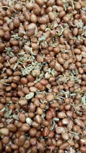 PROMO 2 BUNGKUS TERI KACANG ASIN GURIH 70 GR / TANPA PENGAWET