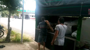 Củ Bạc Hà núi Chuẩn hàng đào núi Cấm củ to lâu năm 5kg