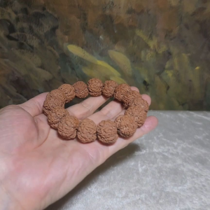 Premium 20mm natural Nepal Rudraksha high altitude (dense & high natural oil contents) pinkish same tree Double Dragons Panlong 5 Mukhi bracelet
