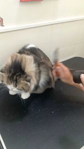 buly Shampoo แชมพูขจัดคราบมัน