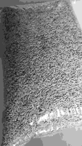 Benih bibit padi DENOK SUPER jaminan pilihan 1 kg