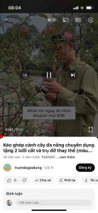 Kéo triết ghép cành