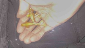 24k Gold Guppy 🇻🇳/ Ikan Guppy 24k Emas / 24k黄金孔雀鱼