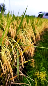 BENIH PADI SIMBOK MENTES ORIGINAL KEMASAN 6KG