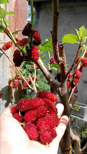 MULBERRY PLANTS Ilinois rooted plant and cuttings madaling alagaan matamis ang bunga