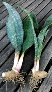 ต้นลิ้นมังกร (1ชุด 2 กอ) ไม้ฟอกอากาศ ต้นครีบปลาวาฬ ส่งล้างราก