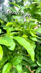 Cây hoa dẻ. Hoa chín vàng thơm nức (cây cao từ 45-75cm) có cây đã ra hoa
