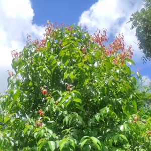 Cinnamon fresh herbal Leaves