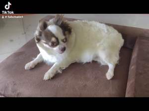 เบาโอกาส ที่นอนของ 65 ลึก 55cm เบาะสัตว์เลียง ที่นอนสูงแมว นุ่มสบาย นอนสัตว์เลี้ยง