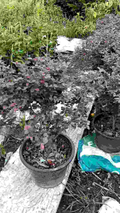 หงส์ฟู่ กระถาง 11 นิ้ว ต้นสวยและแข็งแรง (กทม)