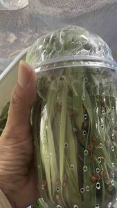 แมลงเต่าทอง ladybug ตกแต่งสวน