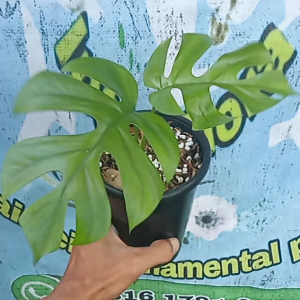 Monstera Mini tanaman hias hidup estetik (1 Daun)
