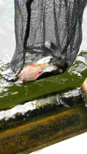 Umpan Pelet Ikan Favorit: Makanan Ikan Sehat & Berkualitas