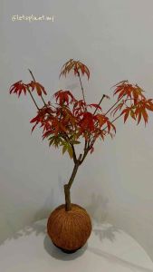 Maple Tree Bonsai 枫叶盆栽 Kokedama Moss Ball Live Plant | Japanese Style Bonsai Plant 苔藓球造型盆栽 Pokok Hidup