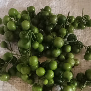 Buah Leunca: Lalapan Sunda 250 Gram