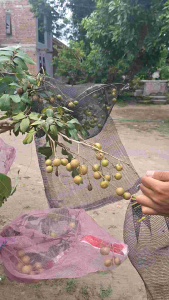 Brongsong Buah & Alat Bungkus Buah Kelengkeng Ukuran 35×55cm Lengkap Dengan Tali Pengunci Isi 10 Biji