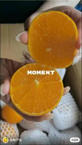 Premium Sweet Yellow Beauty Mandarin | Super Juicy & Seedless | Fresh Fruit Gift Box Ready Stock-Fast Delivery