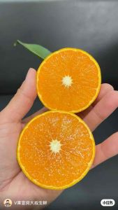 | Ultra Sweet & Juicy Yellow Beauty Mandarin Seedless & Thin Skin Jelly-like Melting Pulp Fresh Fruits Snack