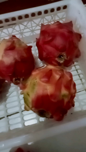 Buah Naga Merah 1 kg: Manfaat & Tips