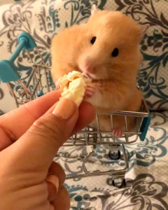 POP CORN SNACK MAKANAN HAMSTER & SUGARGLIDER