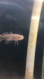 Snakehead Gudgeon/Readystock/Freshwater/Ornamental Fish