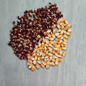 Jagung merah manggis pakan merpati ayam dan unggas. mengandung protein dan mineral yang tinggi