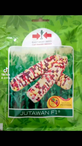 Repack benih jagung Jutawan F1 50butir