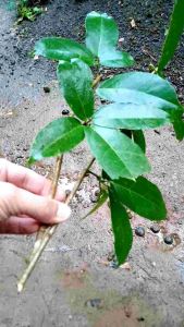 Bibit Stek Cincau Cina / Kipanas