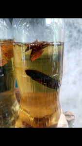 ปลากัดทุ่งใต้สายกัด25%กัดป่าลูกผสม