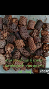 งวงตาลตะโหนด ยาสูตรโบราณ ยาธรรมชาติเหนียว ช่วยรับฝัน 100กรัม ตาลตะโหนด ตาลตะโหนด ยา ตาลตะโหนดยา - Lazada