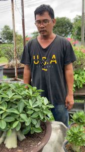 ชวนชม ก๊อตBNK กระถาง6นิ้ว(ถอนส่ง)