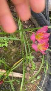 M.หัวดอกบัวดิน Pink Triangle หัวละ 10 บาท