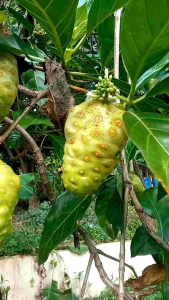 buah mengkudu setengah mateng