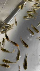 Mayan Butterfly Koi S SIZE /Live Fish /Freshwater/玛雅鲤鱼