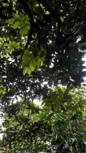 Kemeja Koko Polos Kerah Shanghai Reguler Fit Terbaru Katun Sigaret Premium By LM