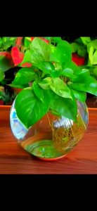 25-65cmNatural-HOMEGROWN from own fishtanks NOChemical(fish&shrimpSAFE)money plant/25-60cm++ long stem cutting Money Plant/ Money plant stem cutting 25-60cm/money plant cutting /pokok ikan betta guppy /