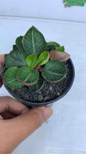 Tanaman langka euphorbhia francoisi daun mangkok free pot