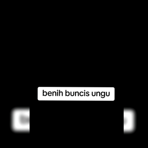BENIH BUNCIS UNGU (KEMASAN ORIGINAL)