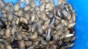 Dubia Blaptica Roces/Dubia Hidup/untuk arowana/sugar glider/cicak gecko size 1-2cm (100 pcs 1set)