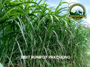 Bibit Rumput Pakchong Berkualitas Super 1 Kg: Pakan Ternak Terbaik