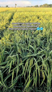 Benih Padi Unggul 1KG: Hibrida Mapan P05