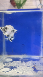 Marble light base molly pair - Two black and white patterned fish - Swimming in a blue aquarium with sand bottom.