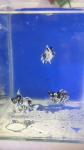 Marble molly dark base pair aquarium fish with black and white patterned bodies in blue tank.