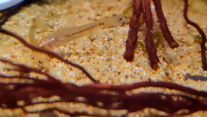 Rosy loach | Live animal