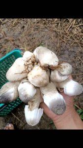 ชุดเชื้อเห็ดฟางคุณภาพ 9 ก้อน แถมฟรี! อาหารเสริม น้ำหมักฮอร์โมน เชื้อพร้อม ดอกใหญ่ น้ำหนักดี ออกดก