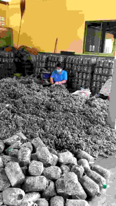 เชื้อเห็ด 12 ก้อน พร้อม เพาะ ใย ดอกเยอะ และเคู่มือแถม ให้ดีที่สุด - เสริมสวยที่สุด