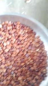 Premium Native Patani Seeds (50 Pcs) - High Quality Lima Beans Seeds for Planting