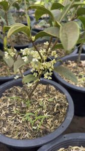 ต้นหอมหมื่นลี้(แบบชำกิ่ง)สูง30-40ซม.ดอกสีขาวเหลืองนวลมีกลิ่นหอม