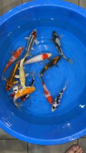 JAPAN KOI LOCAL BREED 6/7” 12pcs COMBO OFFER at 1688+ FREE GIFTS !!
